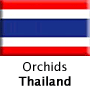 Orchids, Thailand